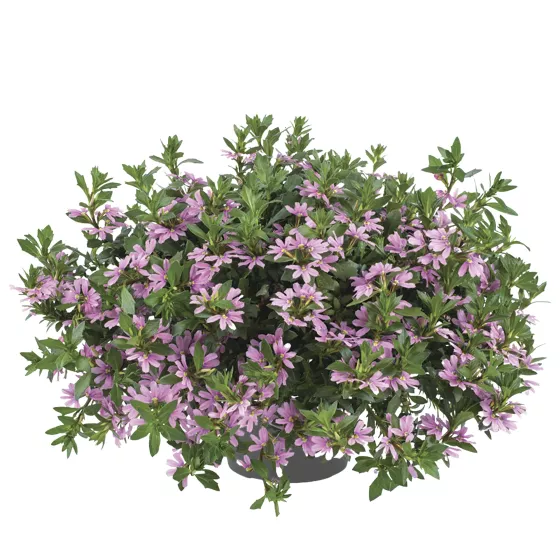 Tongue Pink | Syngenta Flowers