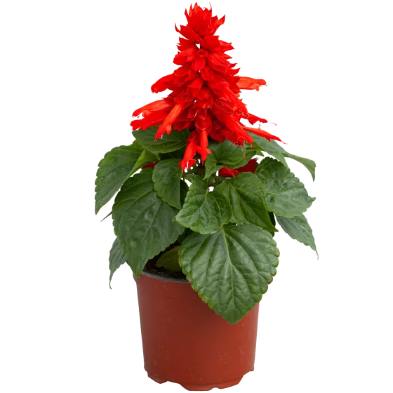 Mojave Red