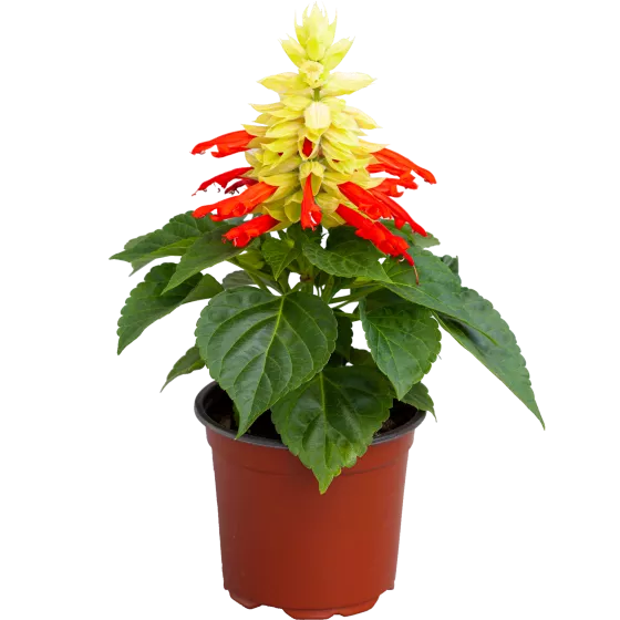 Mojave Red Bicolor
