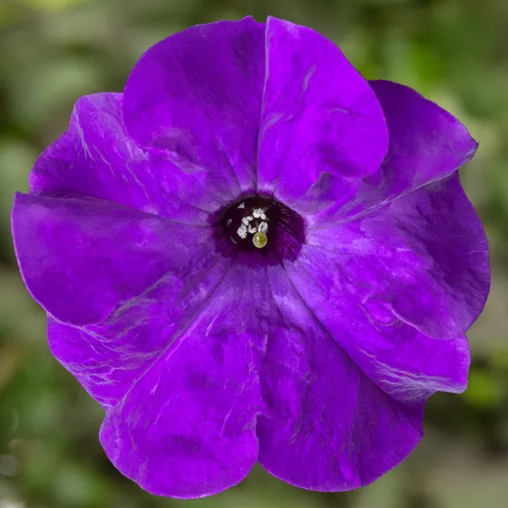 TriTunia Blue