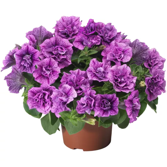Fun House Double Violet Vein