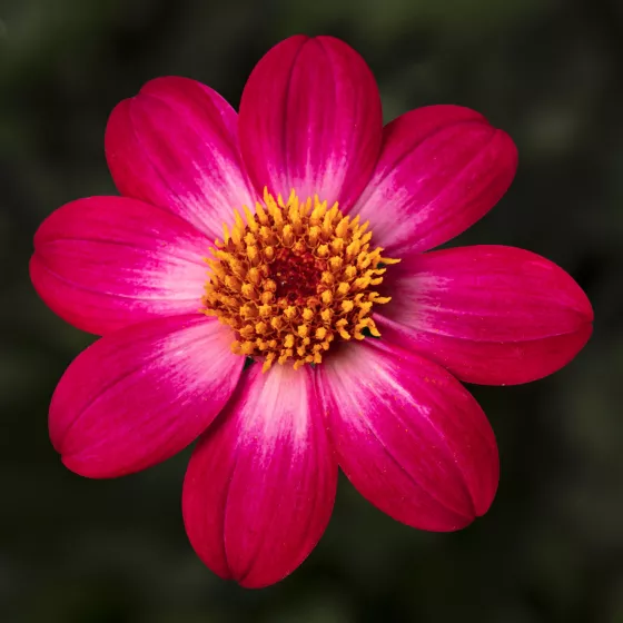 Dahlegria Magenta Bicolor