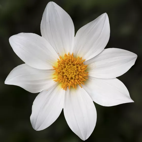 Dahlegria White