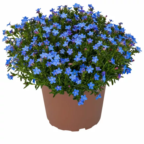 Tidepool Blue | Syngenta Flowers