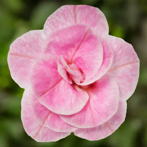 Callie® Double Pastel Pink