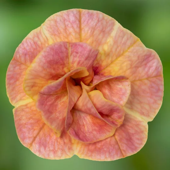 Callie® Double Mosaic Yellow Pink