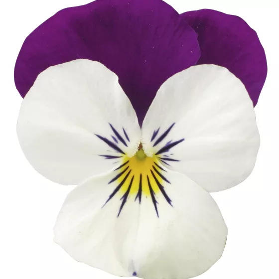 Penny Pro White with Purple Wing