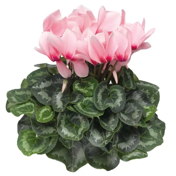 Sierra Light Pink with Eye