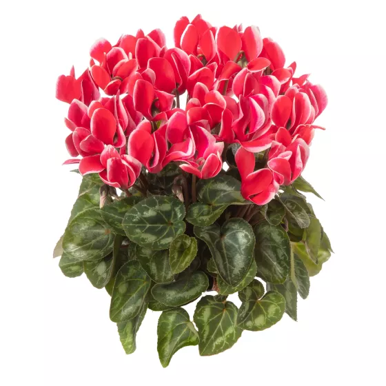 Facila Snowridge Scarlet