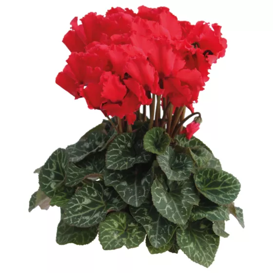 Maxora Friller Red