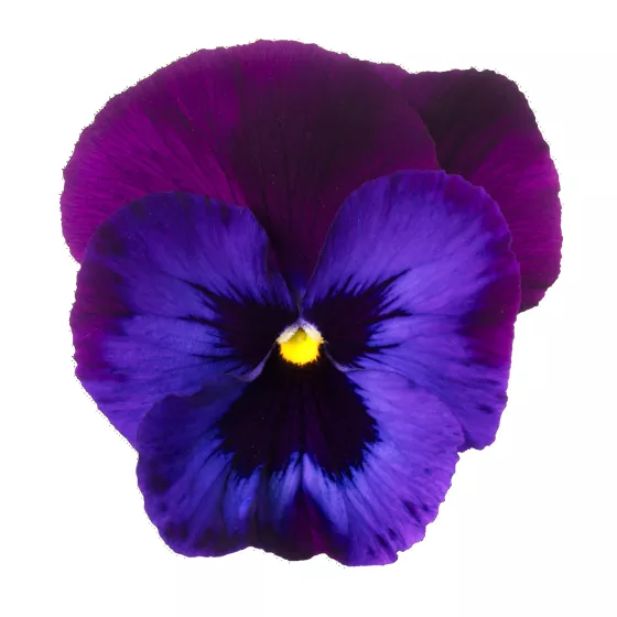 Colossus® Neon Violet