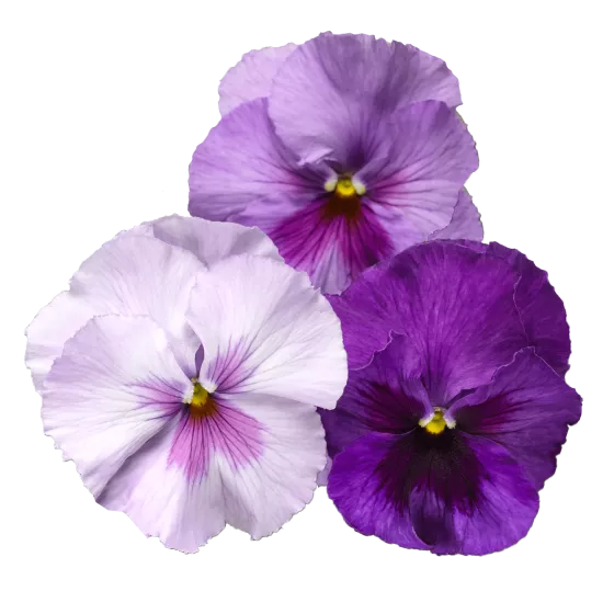 Delta® Pro Lavender Blue Shades