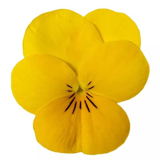Penny Pro Yellow