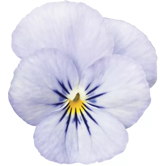 Endurio® Sky Blue Martien