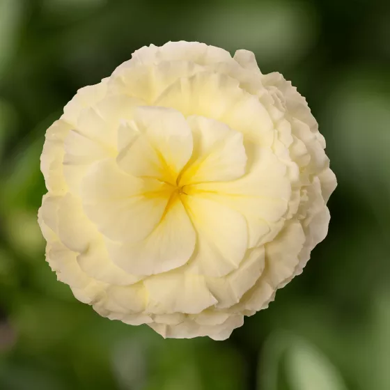 Limitless® Cream Shades