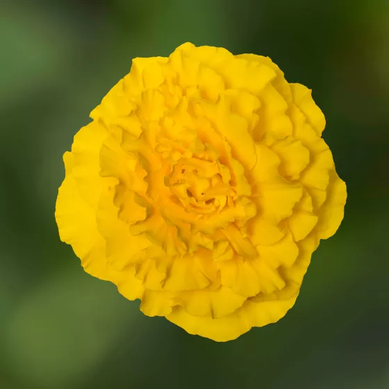 Limitless® Yellow Red Back