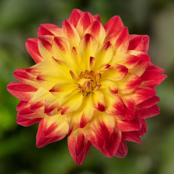 Collection Red Bicolor