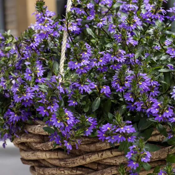 Fanatix Compact Dark Blue | Syngenta Flowers