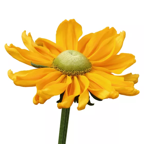 Amarillo