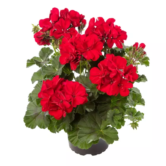 Calliope® L Dark Red