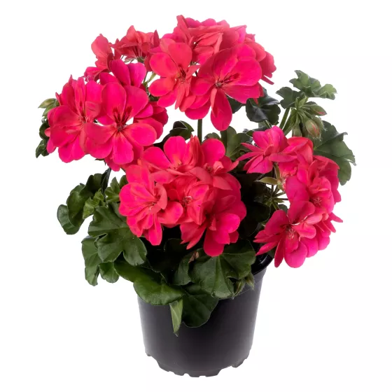 Temprano Hot Coral