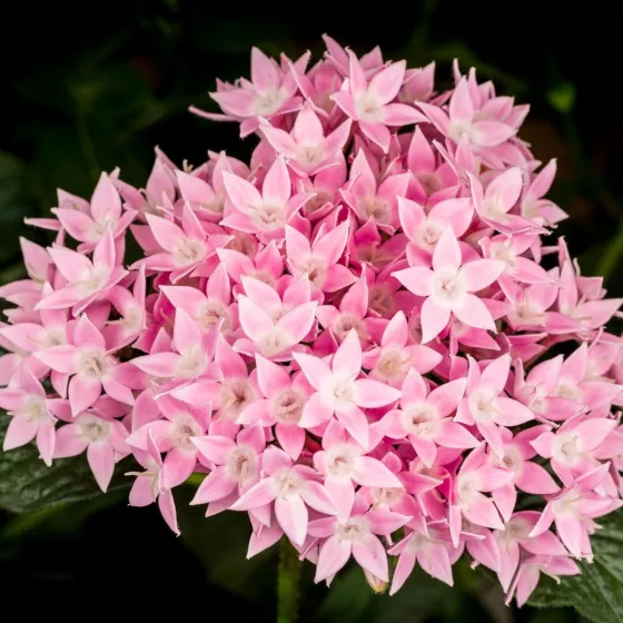 Starcluster Pink