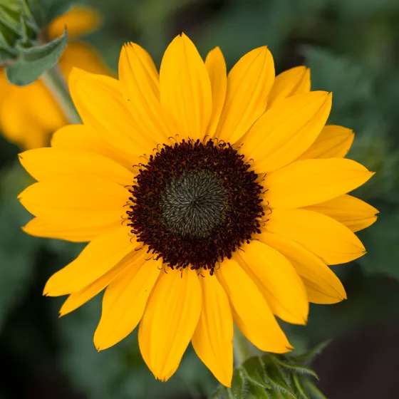 SunBlast Yellow