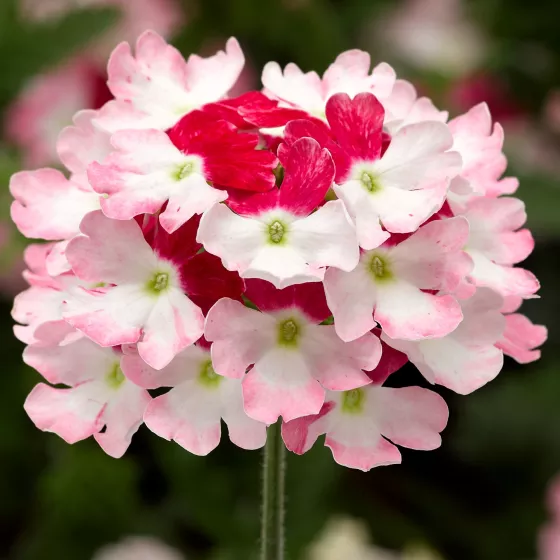 Lanai® Twister Red | Syngenta Flowers
