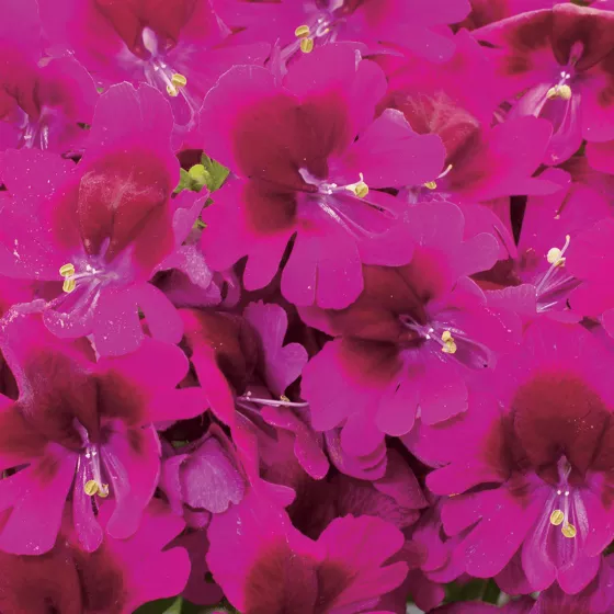 Atlantis Deep Rose