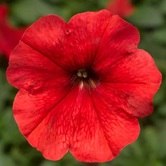 Damask® Red