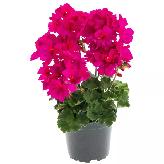 Tango® Violet