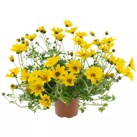 Solaire® Yellow Semi Trailing