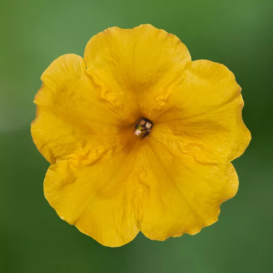 Sanguna® Deep Yellow