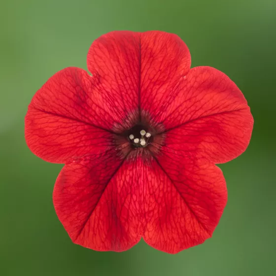 Sanguna® Red Imp.