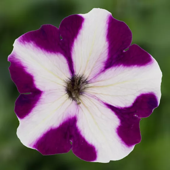 Damask® Burgundy Star