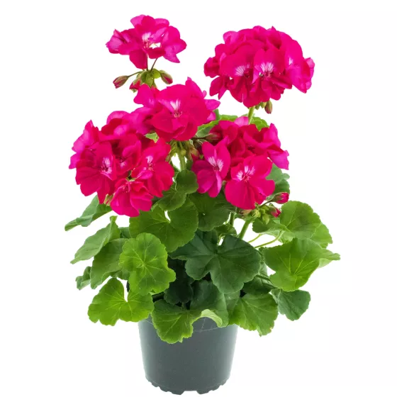 Calliope® L Hot Rose
