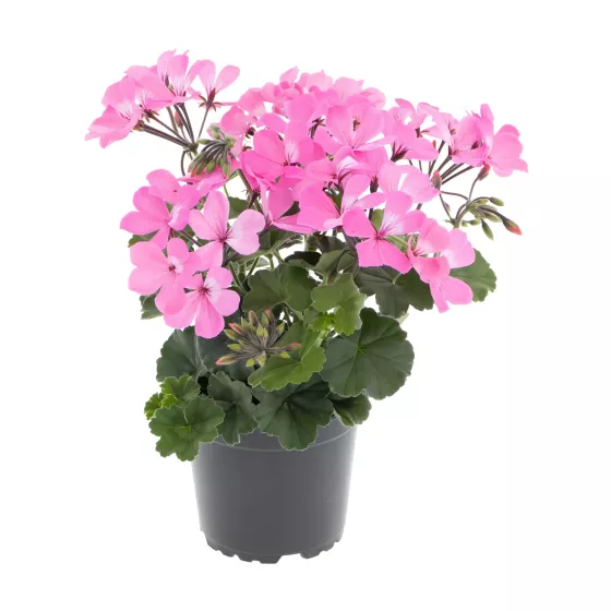 Calliope® Landscape Pink