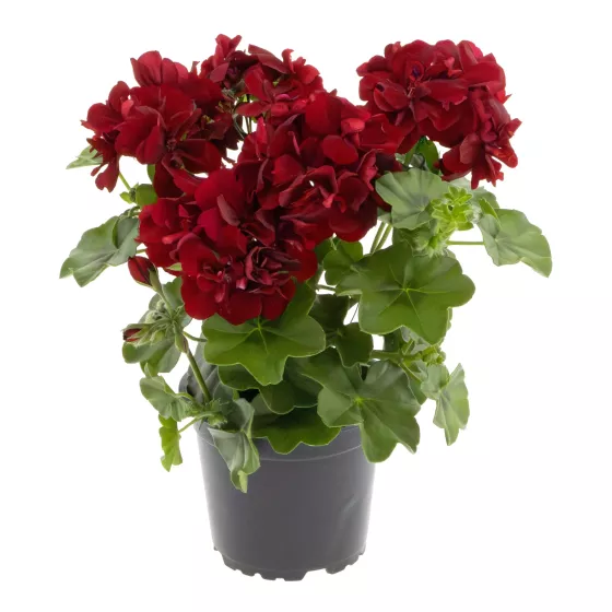 Corriente Dark Red