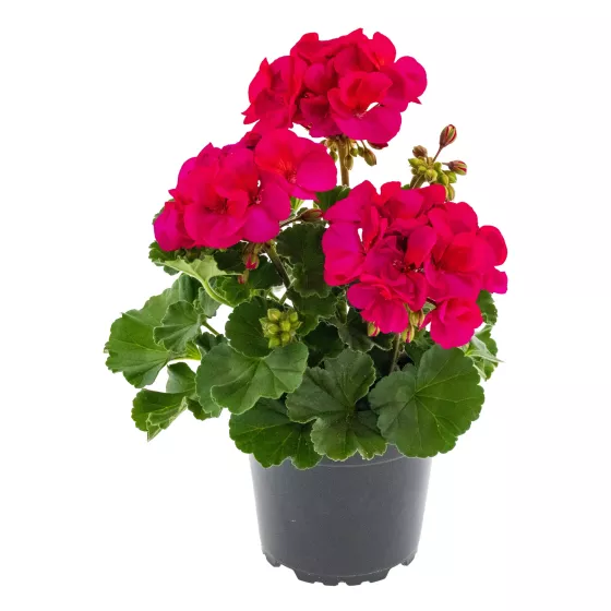 Tango® Neon Purple