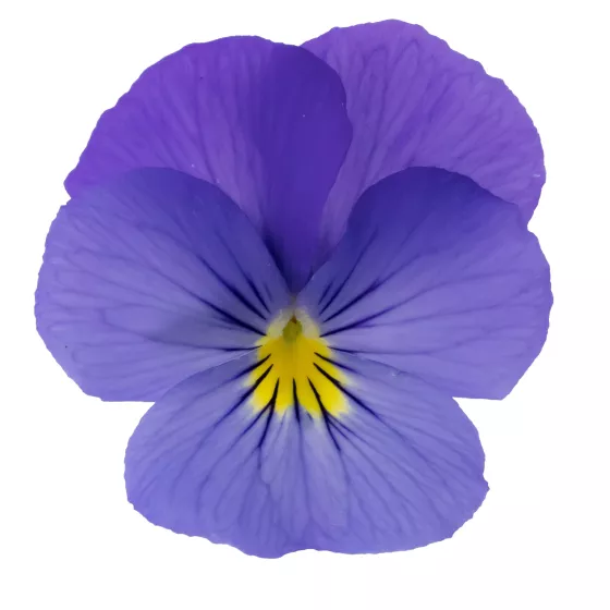 Wellspring Blue