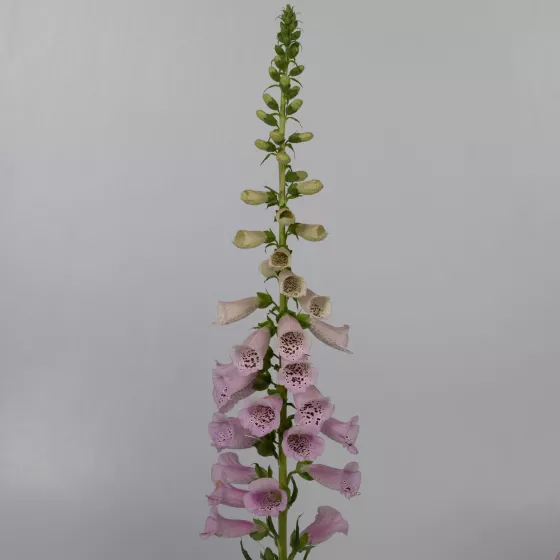 Camelot Lavender