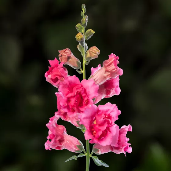 Sweet Duet Rose Shades