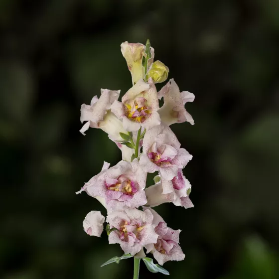 Sweet Duet Lavender Speckle