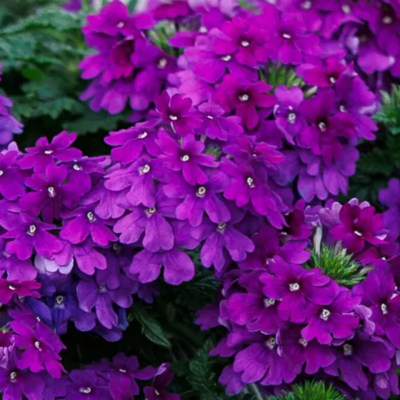 Lanai® Blue | Syngenta Flowers