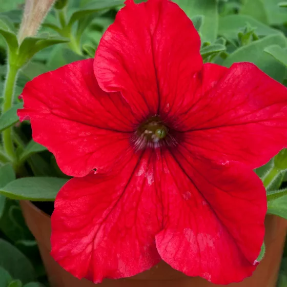 Espresso Grande Red