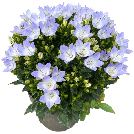 MiraBell Bicolor