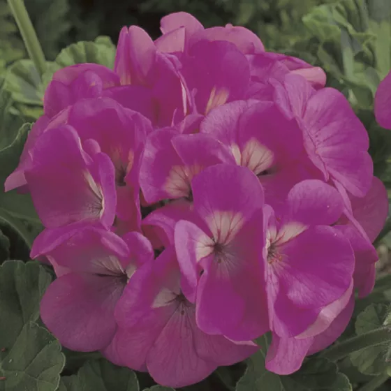 Maverick Pink