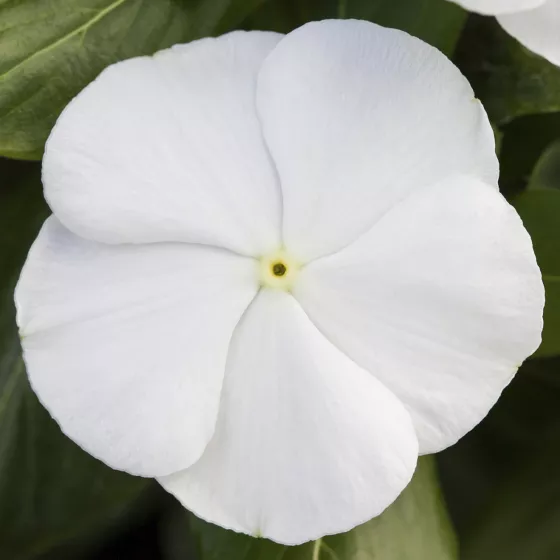 Blockbuster White