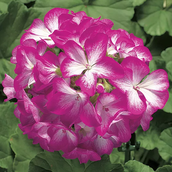 Ringo 2000 Rose Star