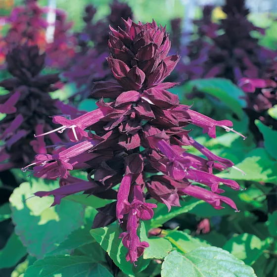Sizzler Purple